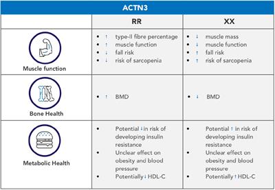 ACTN3, Morbidity, and Healthy Aging